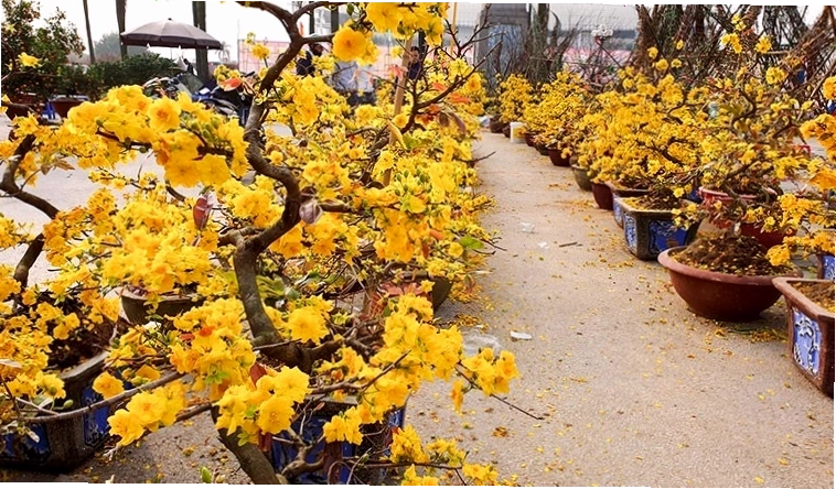 Cây Phượng Vĩ được trồng phổ biến làm cây công trình