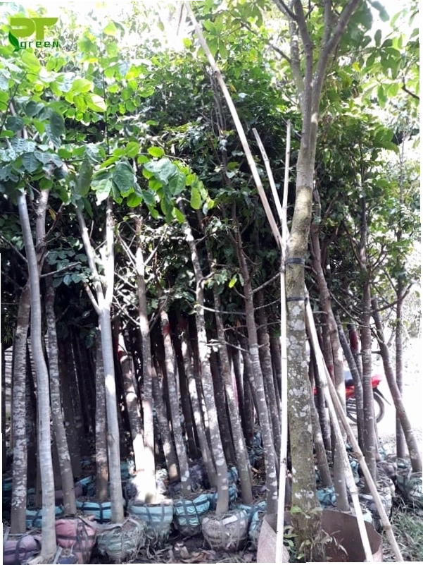 Cây Sao Đen cho bóng mát và làm đẹp cảnh quan