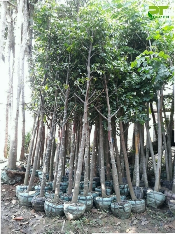 Cây Sao Đen có giá trị kinh tế cao và công dụng làm đẹp cảnh quan