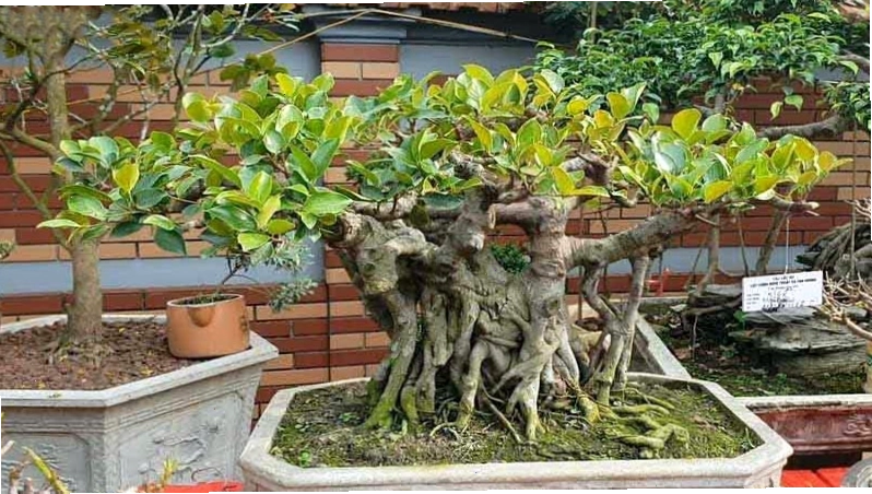 Cây si bonsai thường được trang trí trong dịp Tết, mang ý nghĩa sung túc và thịnh vượng
