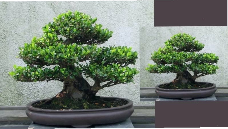 Cây si bonsai với nhiều hình dáng độc đáo, thể hiện sự sáng tạo của nghệ nhân