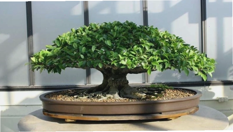 Cây si hợp với mệnh Thổ và Kim, mang lại vượng khí cho gia chủ
