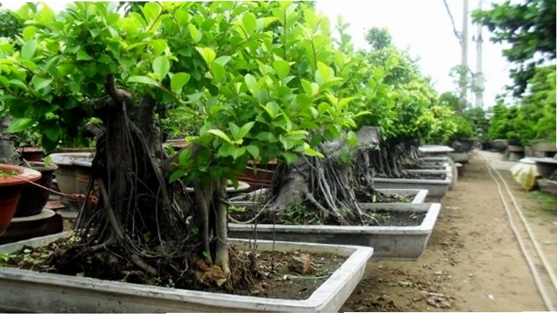 Cây si với gốc lớn vững chãi, rất thích hợp để trang trí sân vườn hoặc làm cây công trình