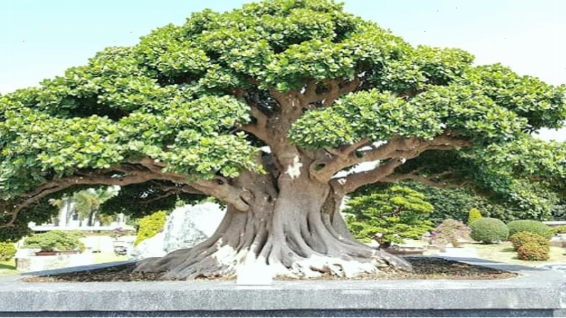 Cây si với tán lá rộng tạo bóng mát, thích hợp trang trí sân vườn và công trình