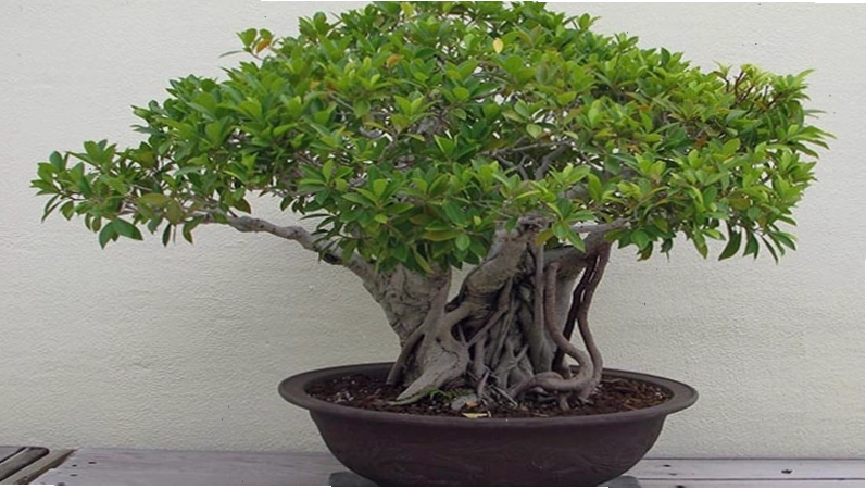 Cây si với ý nghĩa phong thủy tốt lành, mang lại may mắn và tài lộc cho gia chủ