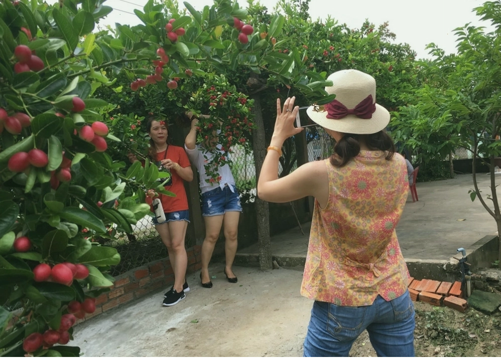 Cây siro sai quả chín đỏ rực, thu hút sự chú ý của người dân và du khách