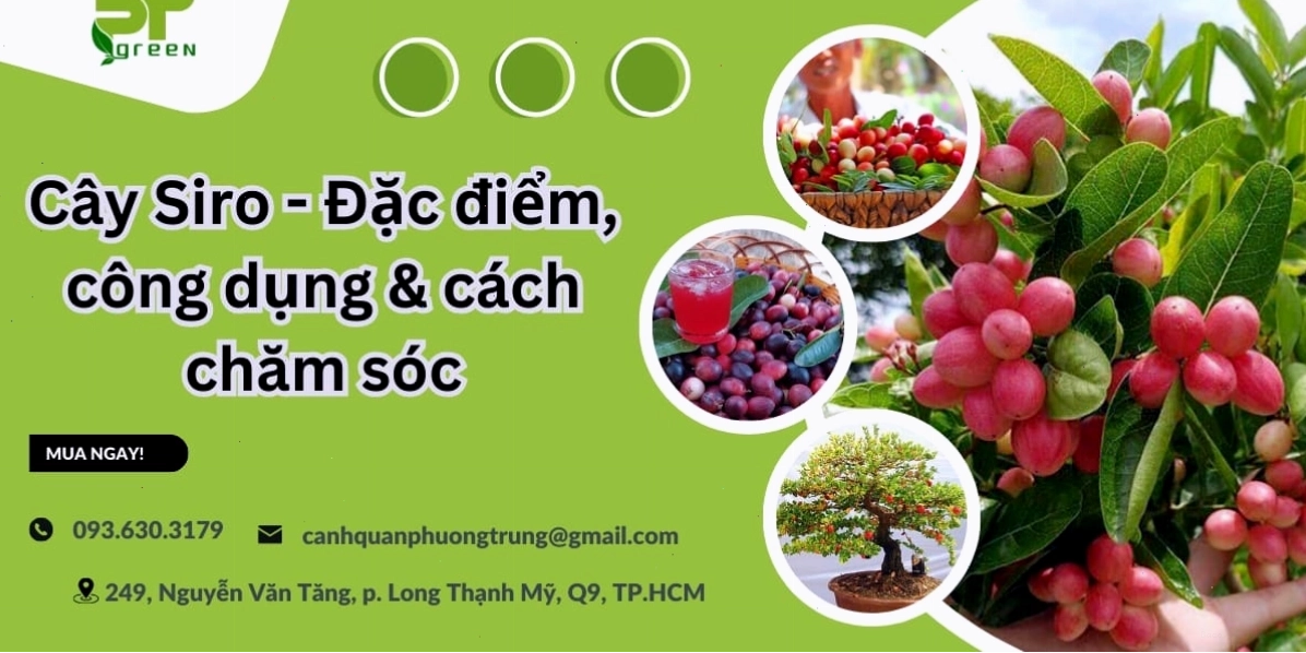 Cây siro với tán lá xanh mướt và những chùm quả đỏ tươi nổi bật