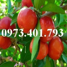 Cây Sơ Ri: Từ Giống Thái Lan Đến Bonsai Quanh Năm Trĩu Quả