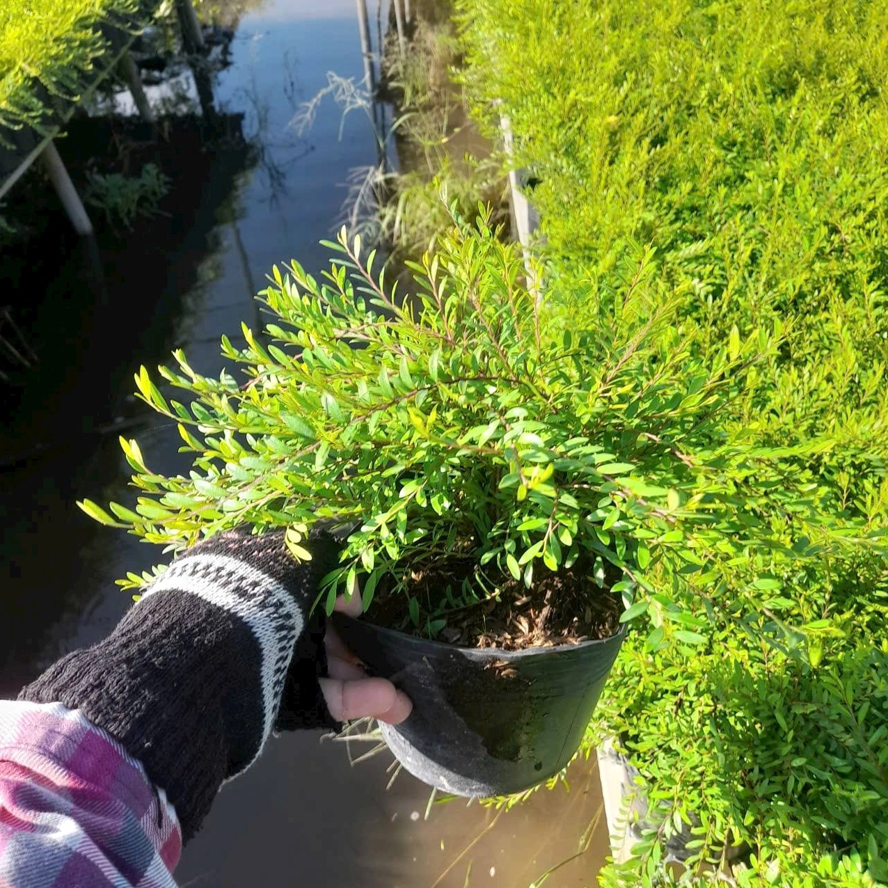 Cây Sơn Liễu: Nguồn Gốc, Đặc Điểm Và Ý Nghĩa Phong Thủy