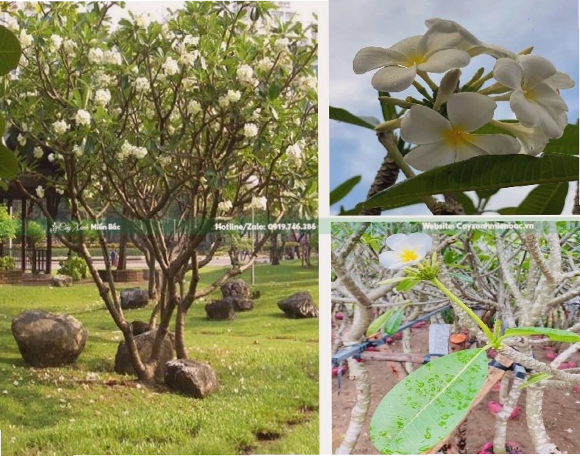 Cây sứ đại với hoa trắng tinh khiết