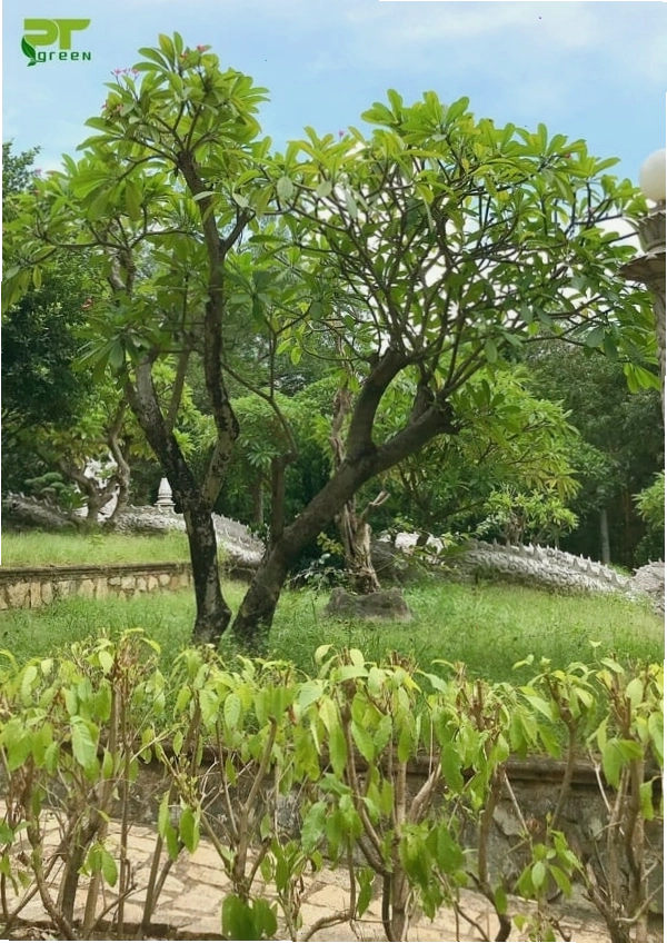 Cây sứ đại với nhiều công dụng hữu ích trong đời sống và y học