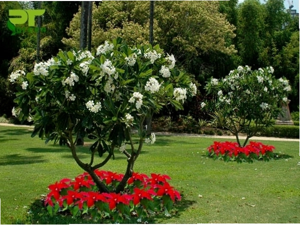 Cây sứ đại với những chùm hoa trắng tinh khôi, tỏa hương thơm dịu nhẹ