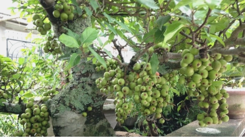 Cây sung trồng trước nhà có tốt không?