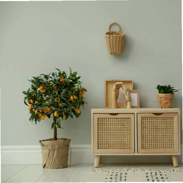 Cây tắc (quất) với quả vàng trĩu cành