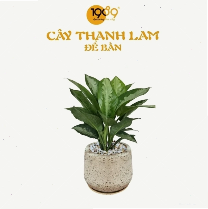 Cây Thanh Lam với vẻ đẹp thanh tao, tinh tế