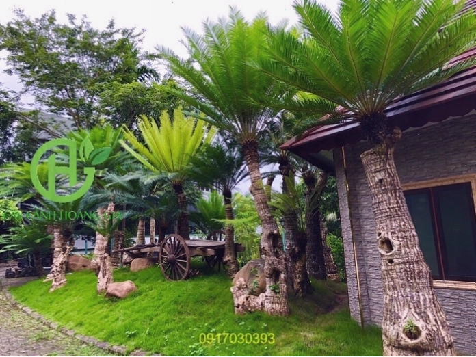 Cây thiên tuế trồng trong chậu cảnh với dáng đẹp