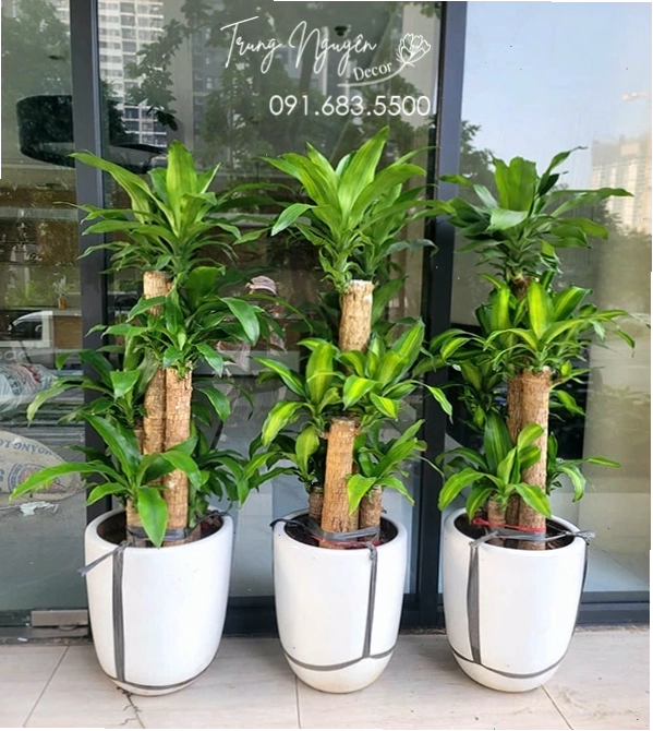 Cây Thiết Mộc Lan