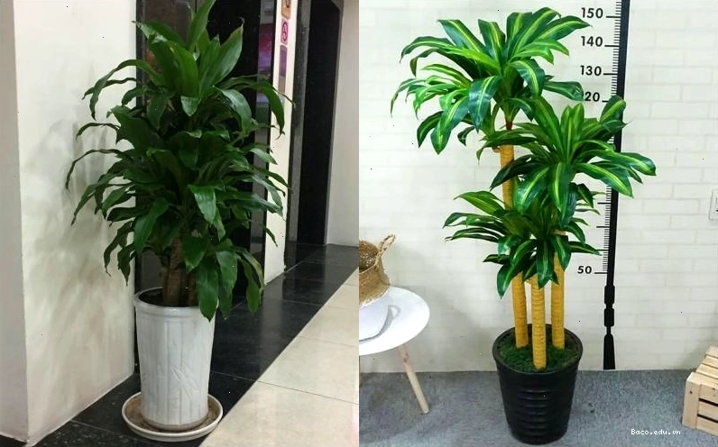 Cây thiết mộc lan trồng trong chậu lớn để trang trí không gian