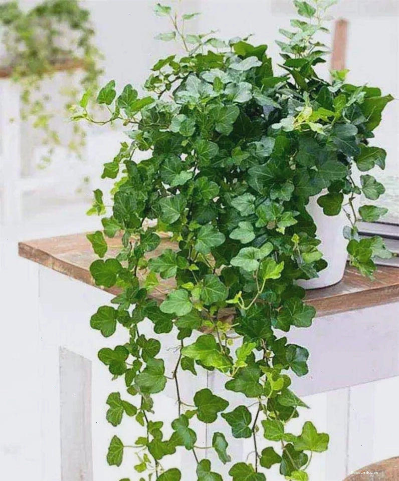 Cây thường xuân leo giàn tạo điểm nhấn cho không gian