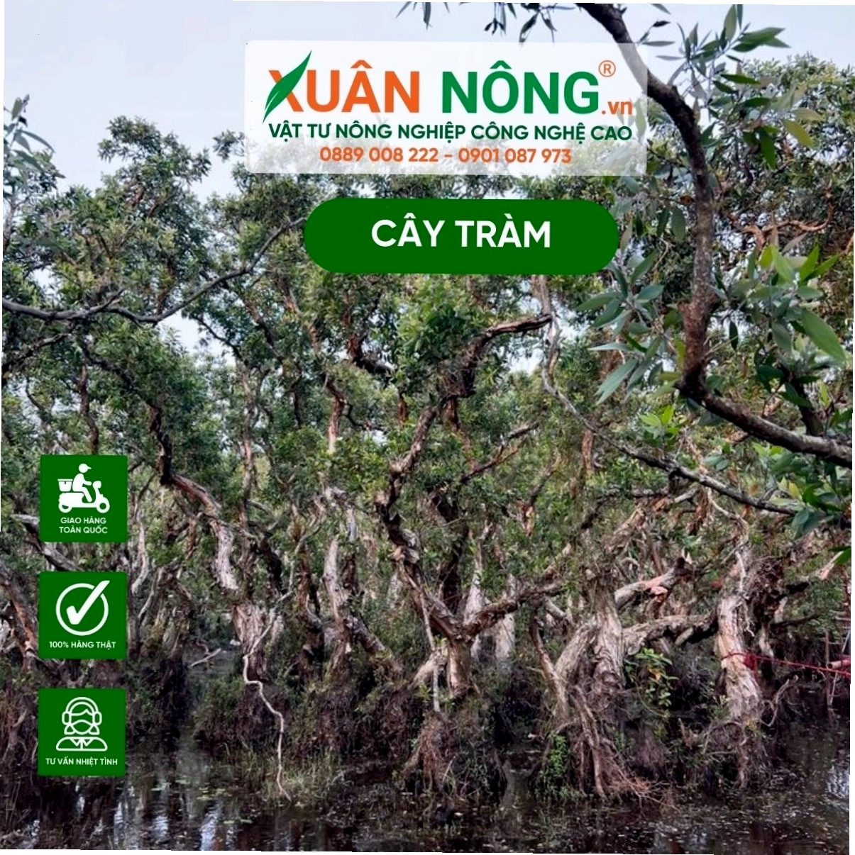 Cây tràm trồng thành hàng thẳng lối trên cánh đồng