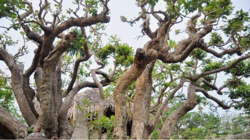 Cây trâm với dáng cây độc lạ, có thể tạo thế bonsai