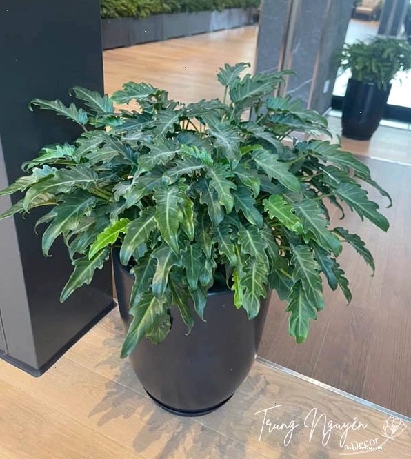 Cây Trầu Bà Chân Vịt
