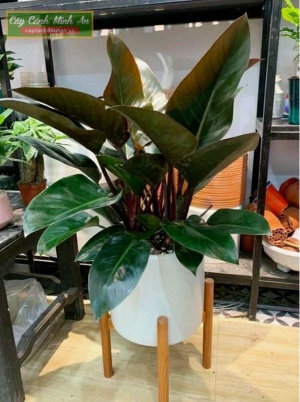 Cây trầu bà đế vương đỏ