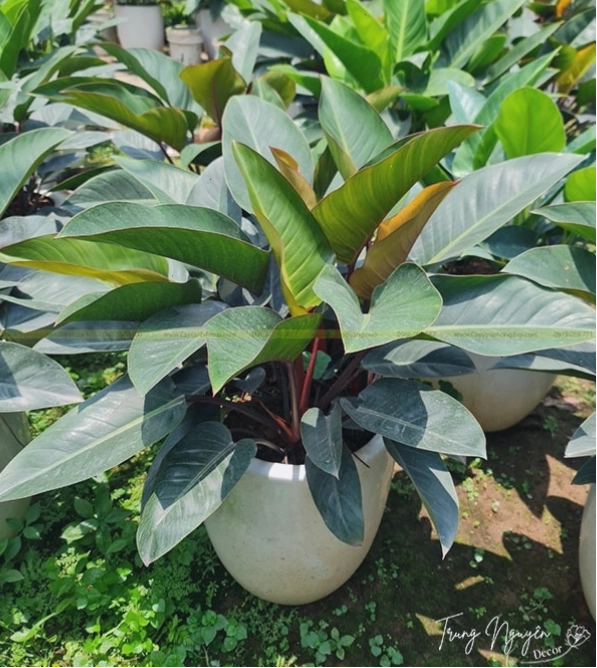 Cây Trầu Bà Đế Vương