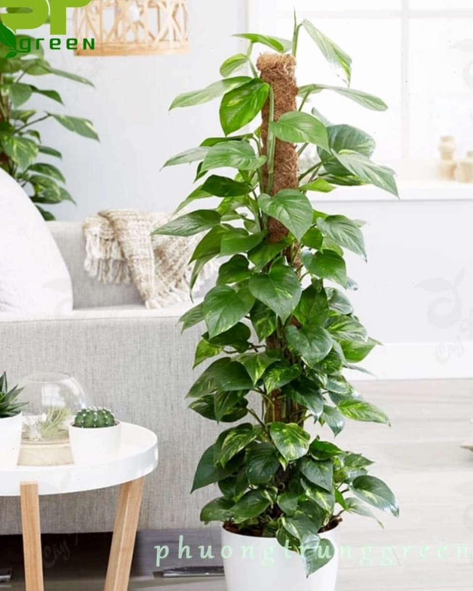 Cây trầu bà leo cột giúp thanh lọc không khí hiệu quả