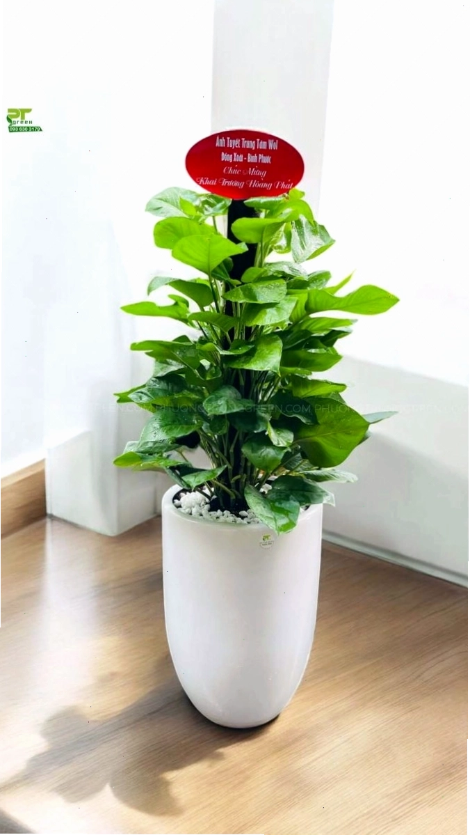 Cây trầu bà leo cột làm quà tặng khai trương