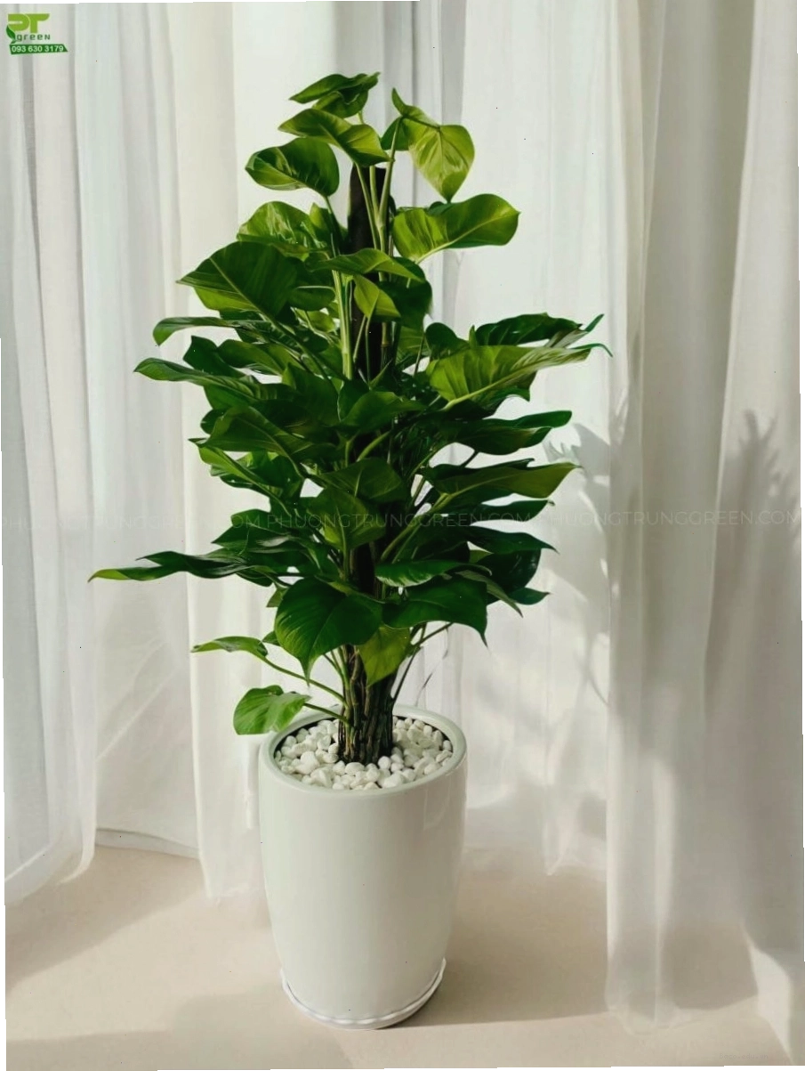 Cây trầu bà leo cột trang trí phòng khách