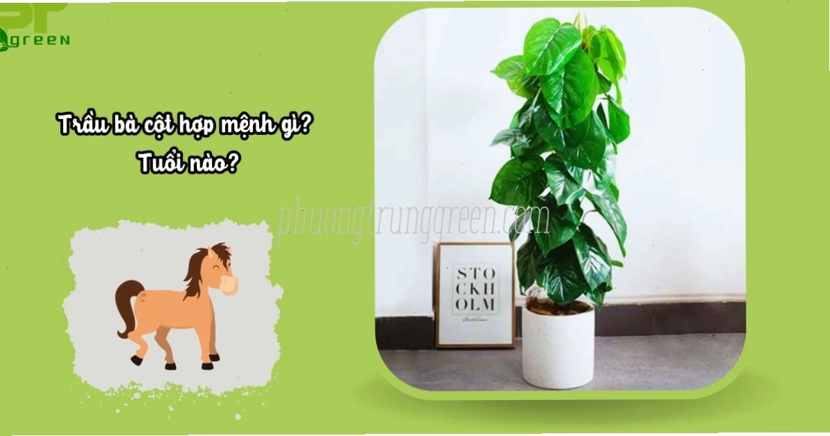 Cây trầu bà leo cột tượng trưng cho sự may mắn và tài lộc trong phong thủy