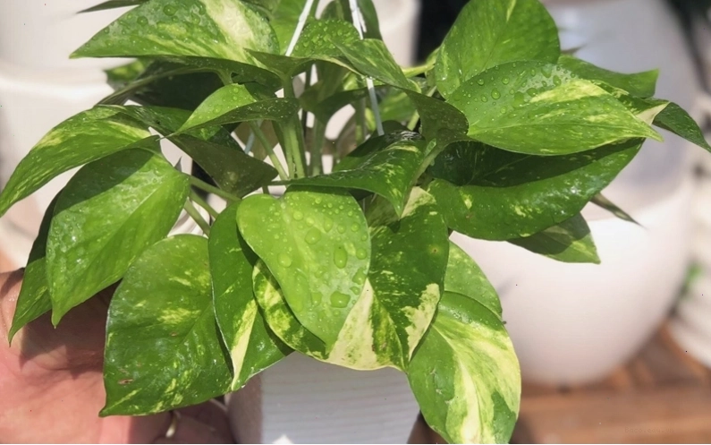 Cây trầu bà leo hợp mệnh gì trong phong thủy