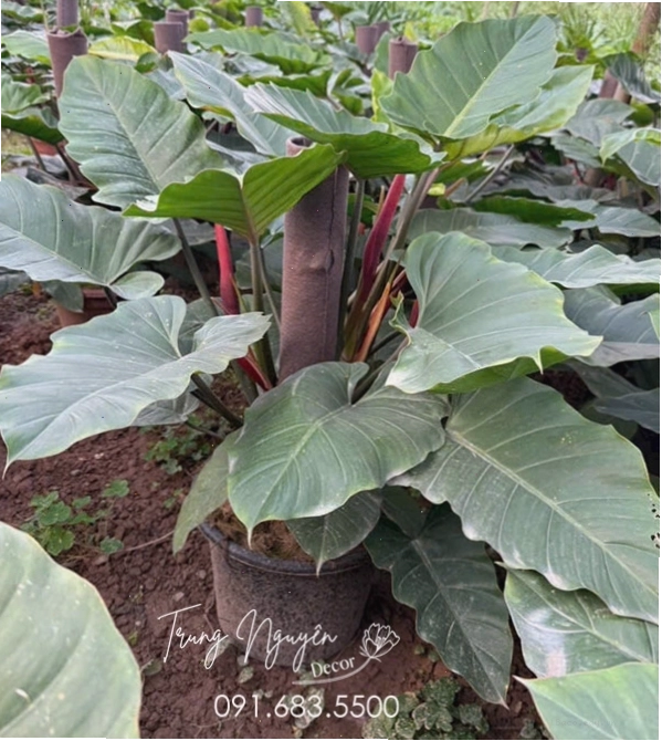 Cây Trầu Bà Subin