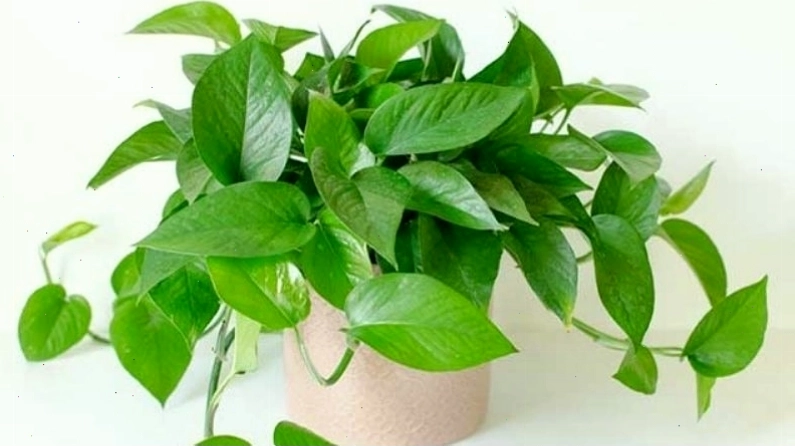 Cây trầu bà xanh với lá hình trái tim, biểu tượng cho sự may mắn và thịnh vượng