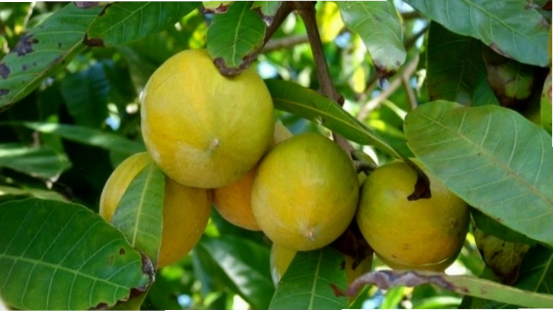 Cây trứng gà sai trĩu quả chín vàng óng