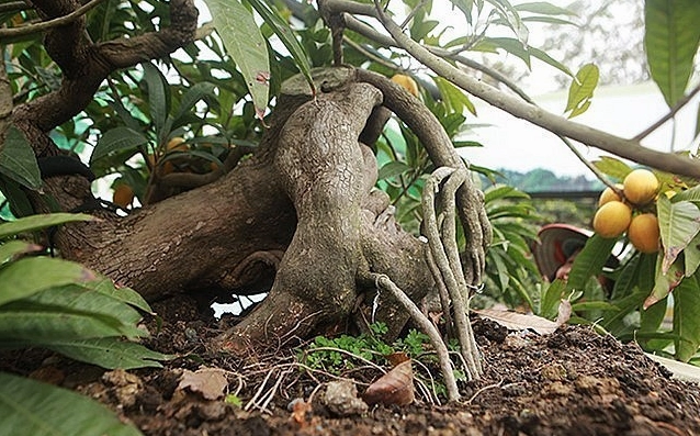 Cây Trứng Gà: Từ Đặc Điểm Đến Ý Nghĩa Phong Thủy và Công Dụng