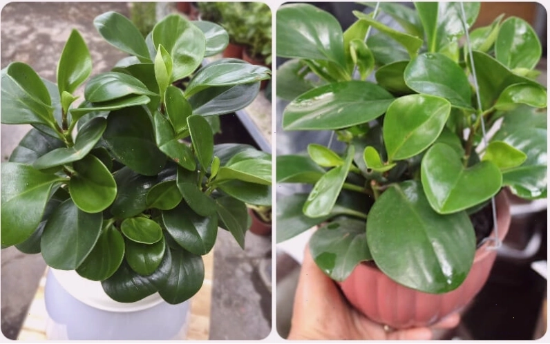 Cây trường sinh có thân cây nhẵn bóng, hơi tròn và mọng nước