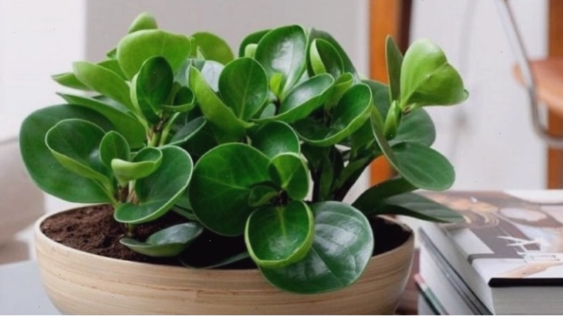 Cây trường sinh với nhiều lá nhỏ mọc thành vòng, tượng trưng cho sự trường tồn và may mắn