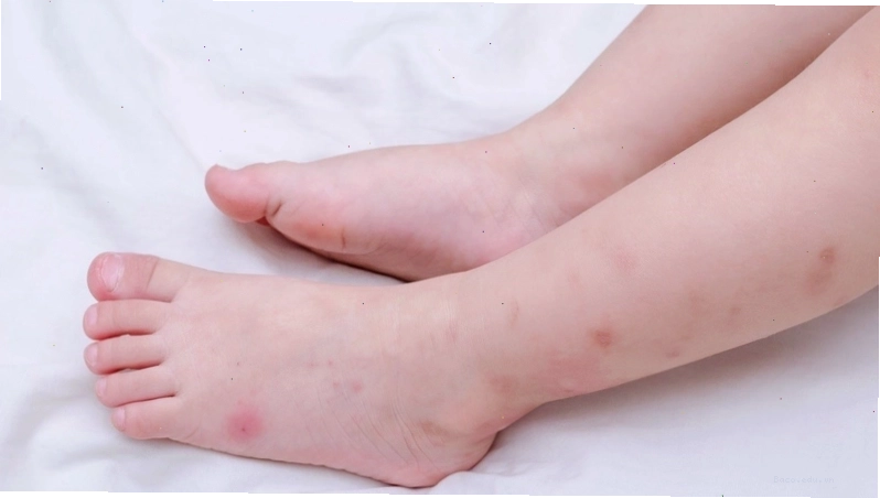 Cây tu hú có tác dụng gì?
