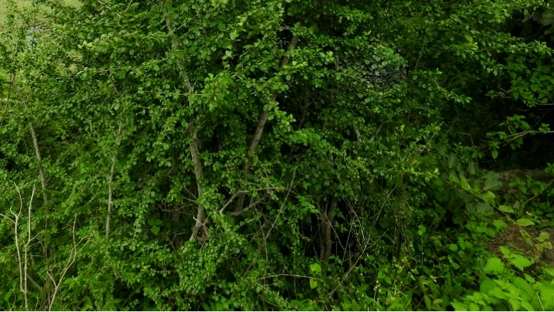 Cây tu hú có tác dụng gì?