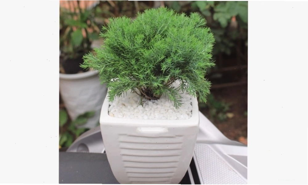 Cây Tùng Bồng Lai với dáng vẻ thanh thoát, tán lá xanh mướt quanh năm