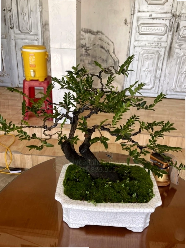 Cây tùng đen bonsai sở hữu vẻ đẹp sang trọng, tinh tế và đầy cuốn hút