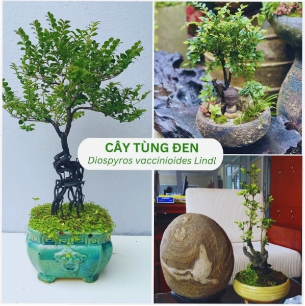 Cây tùng đen được bày bán với dáng bonsai đẹp mắt, là lựa chọn phong thủy được ưa chuộng