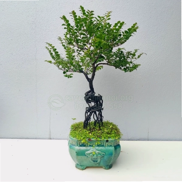 Cây tùng đen được trồng trong chậu, dễ dàng trang trí và di chuyển