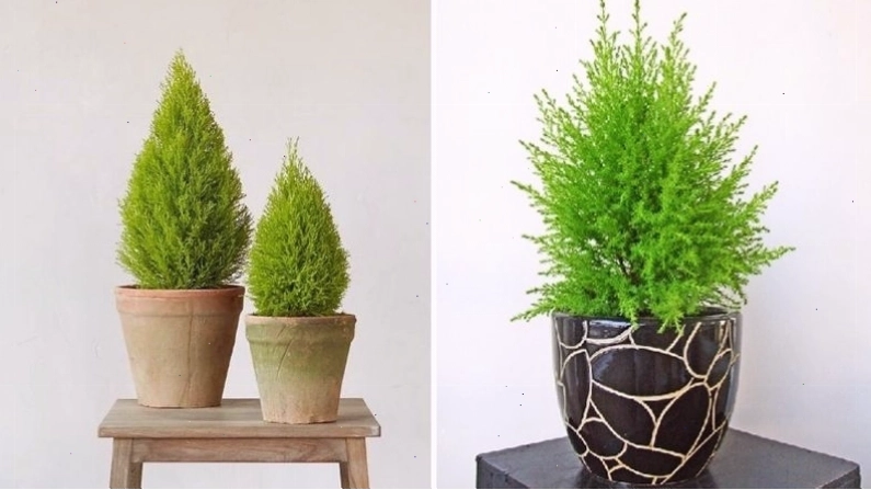Cây tùng thơm với dáng cây nhỏ gọn và lá xanh tươi, tượng trưng cho sự may mắn và phát triển