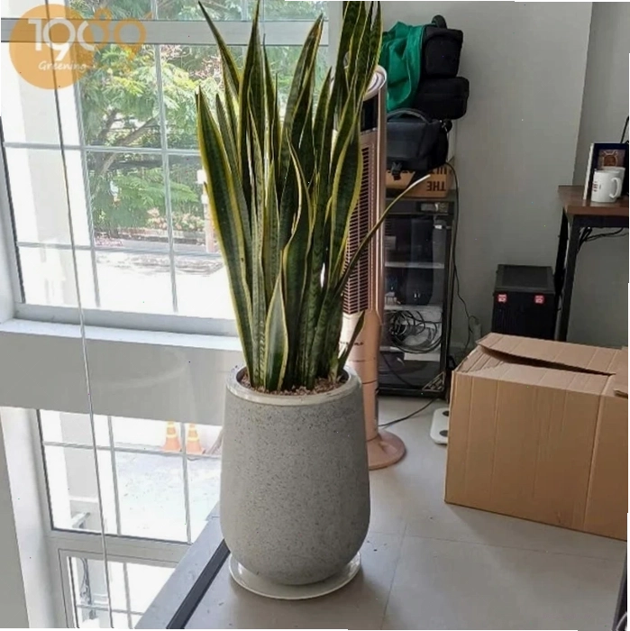 Cây Vạn Niên Thanh lá xanh mướt