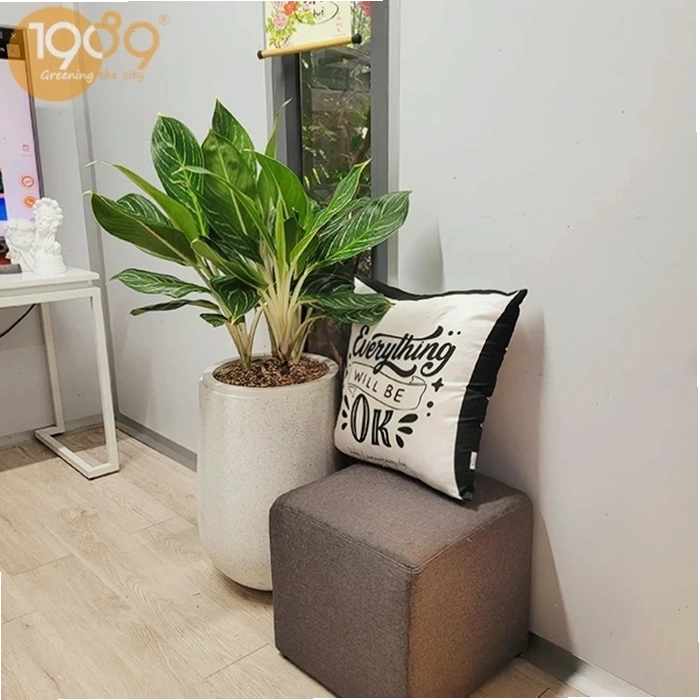 Cây Vạn Niên Thanh leo với lá xanh mướt