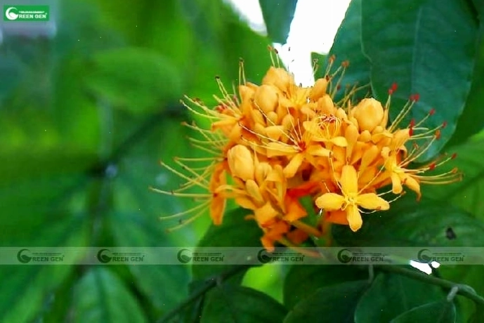 Cây Vàng Anh tượng trưng cho sự giàu sang