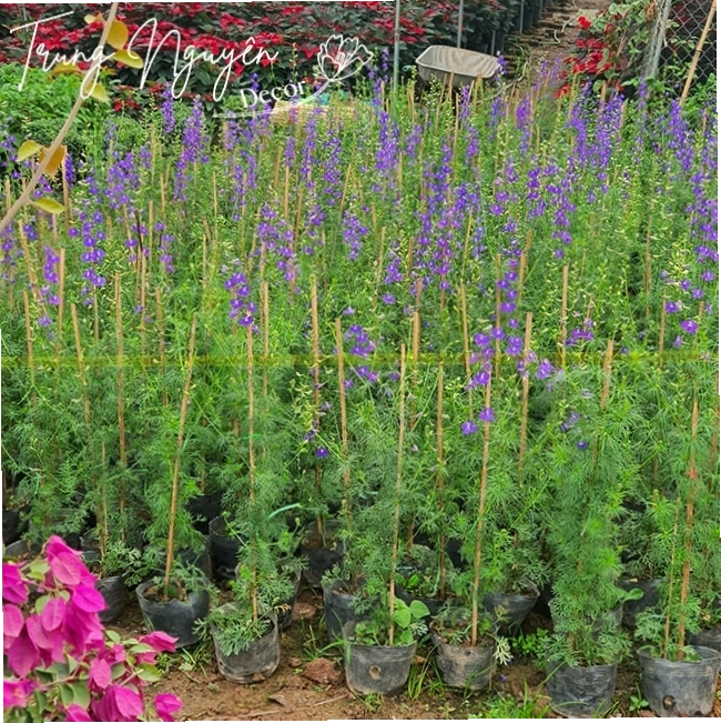 Cây Violet Tím trong không gian xanh